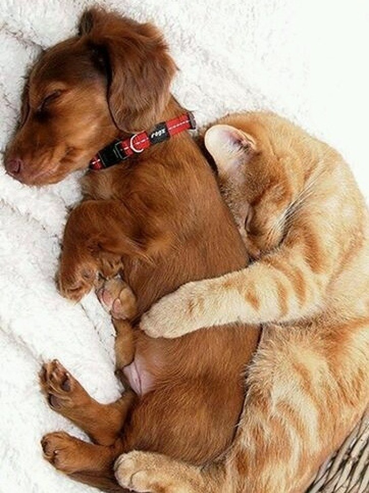 Friendships Between Cats And Dogs That Could Make Anyone smile