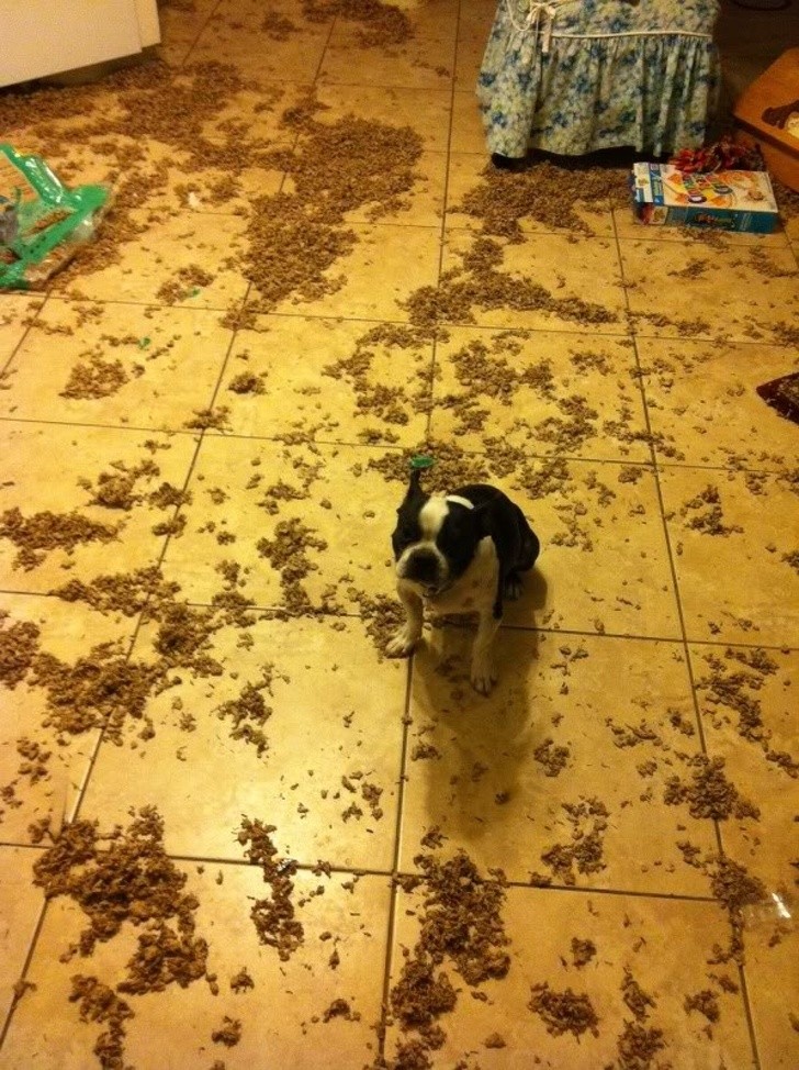 Hysterical Photos of Dogs Testing Their Owner’s Patience to the