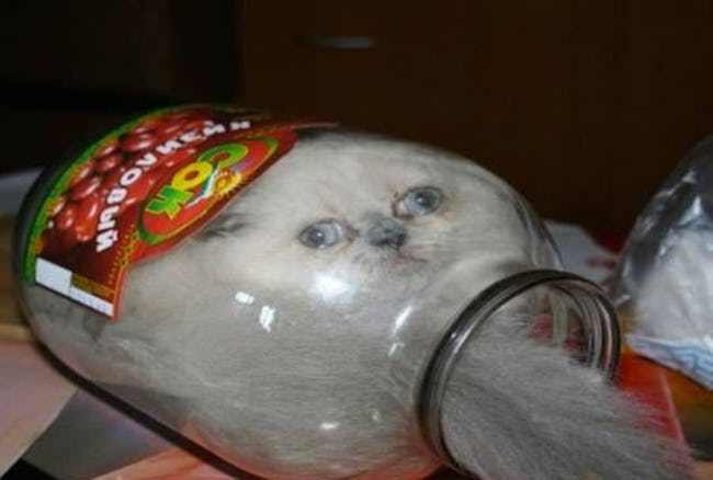 Animals that have really gotten themselves in funny situations