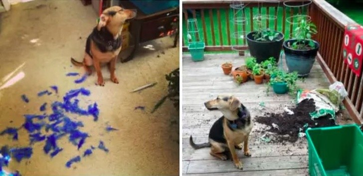 Hysterical Photos of Dogs Testing Their Owner’s Patience to the