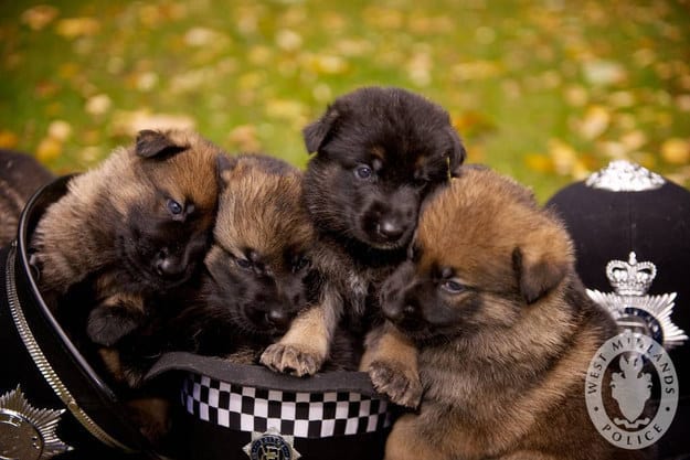 Puppies on Their First Days of Work That Will Make Your Day