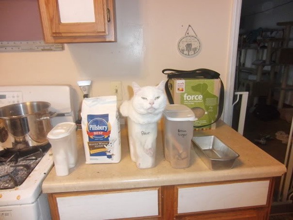 Hilarious Examples of Cat Logic