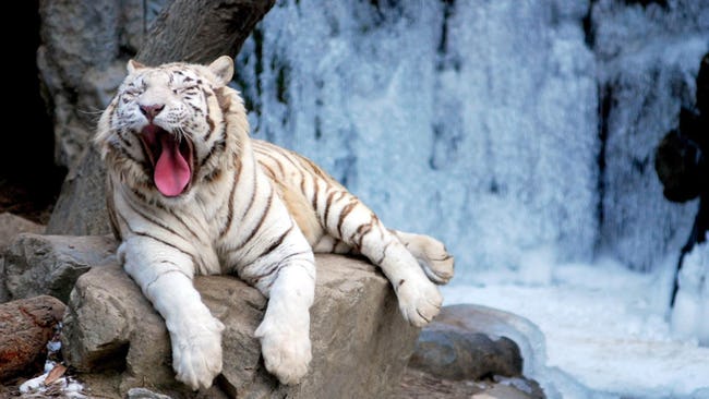 Pictures of Cute Animals Yawning