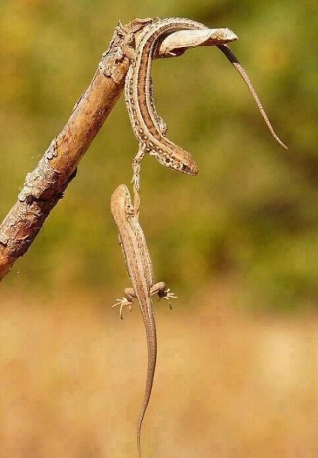 Most Adorable Examples of Animal Teamwork