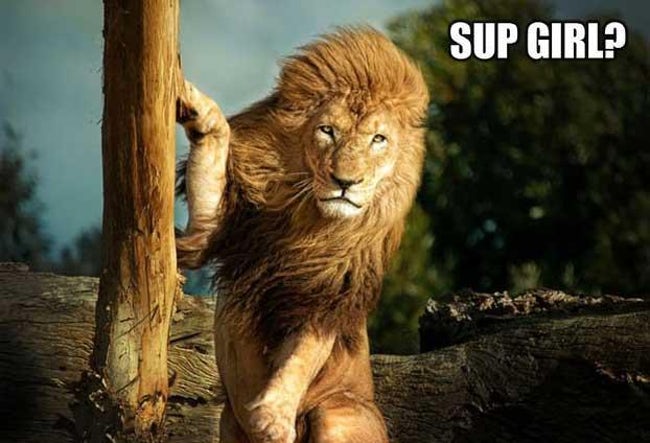 If Animals Had Tinder, These Would Probably Be Their Profile Pic