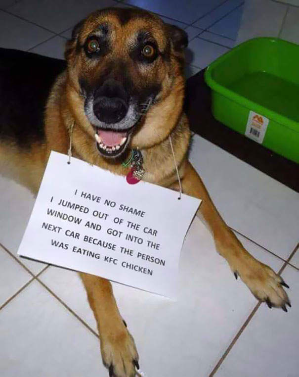 Funny Photos of Dogs Begging For Food That You Just Can’t Say No