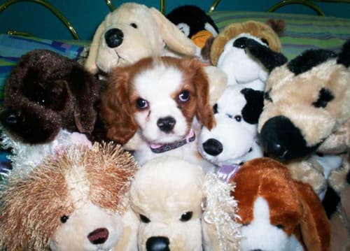 Cute Animals Side By Side With Toy Versions Of Themselves