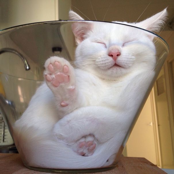Pics That Prove Cats Can Sleep Purrretty Much Anywhere