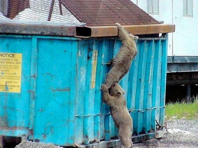 Most Adorable Examples of Animal Teamwork