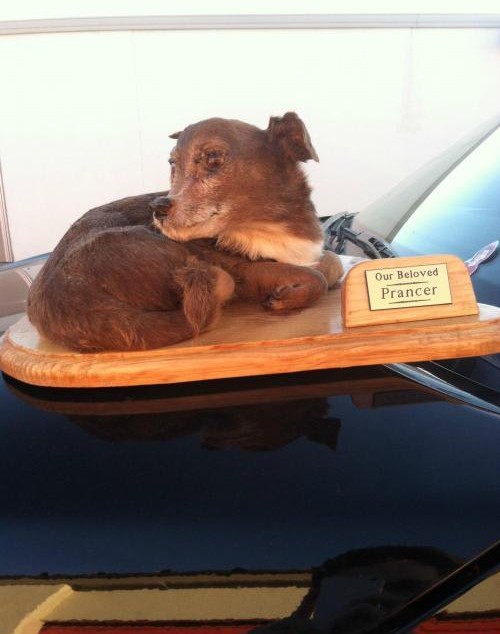Taxidermy FAILs That Are Both Funny and Horrifying