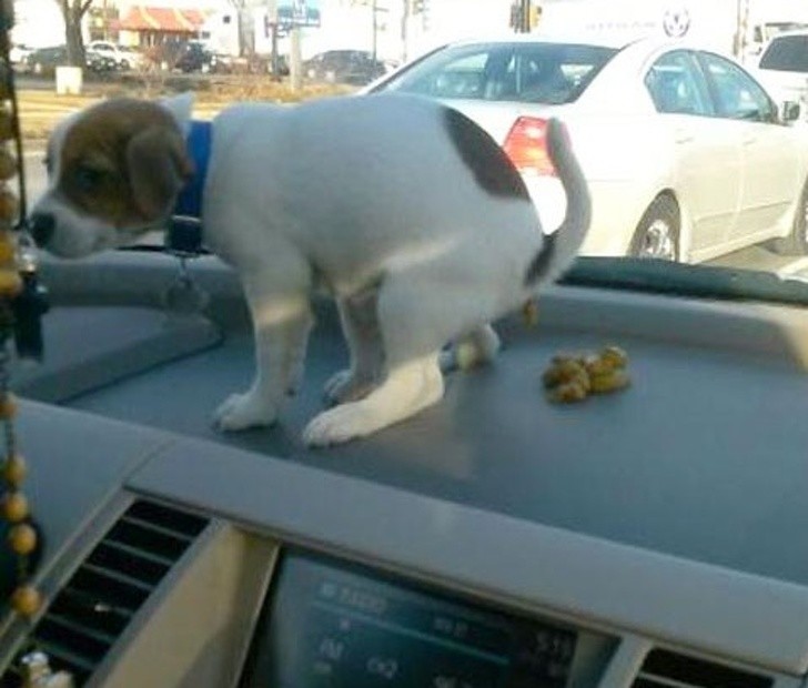 Hysterical Photos of Dogs Testing Their Owner’s Patience to the