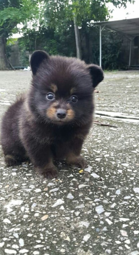 Dogs Who Might Be Bears in Disguise