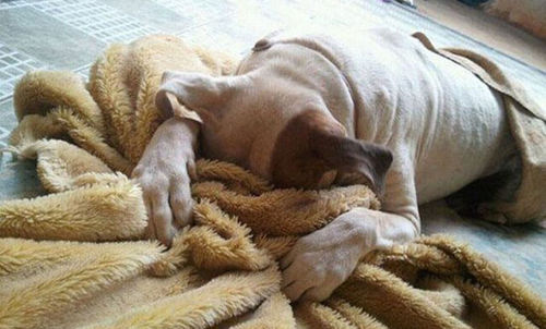 Pets Who Just Realized That They’re Headed to the Vet