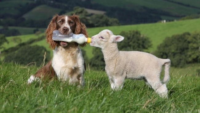 Most Adorable Examples of Animal Teamwork