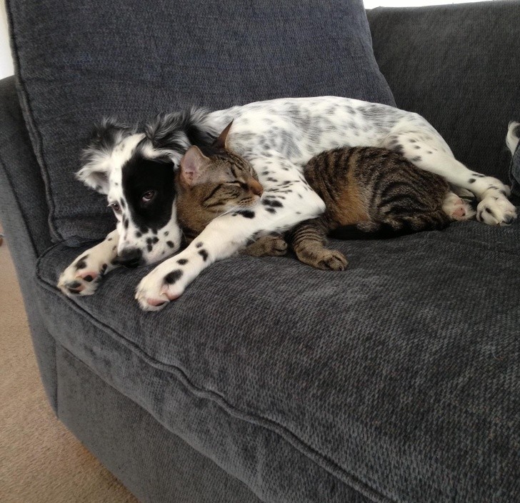 Friendships Between Cats And Dogs That Could Make Anyone smile