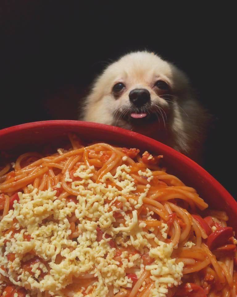 Cute Animals That Are Obsessed With Your Food