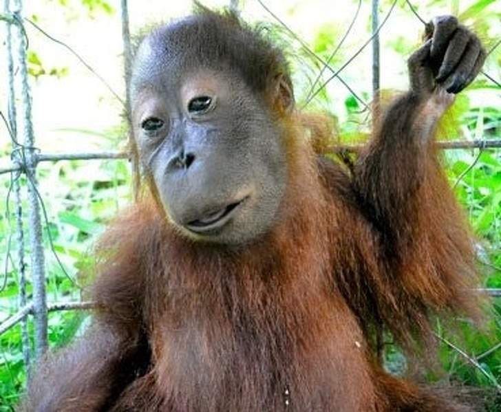 Animals With Adorable Quirks That Make Us Fall in Love With Them