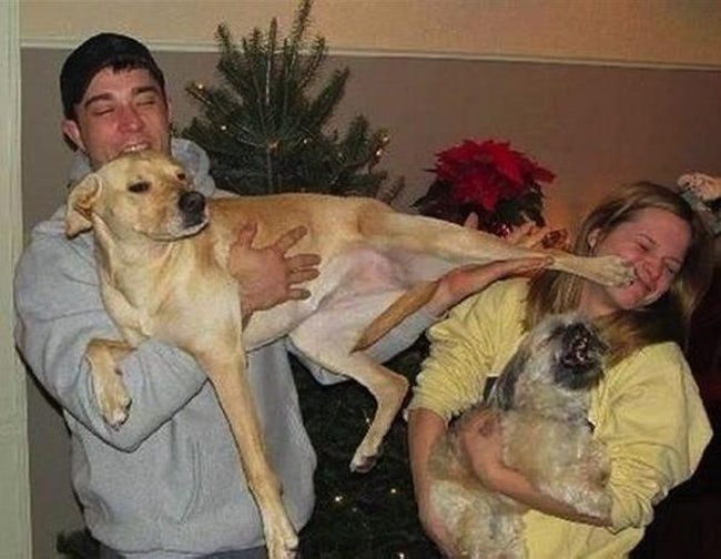 Hilarious Times When Pets Ruined Family Photos