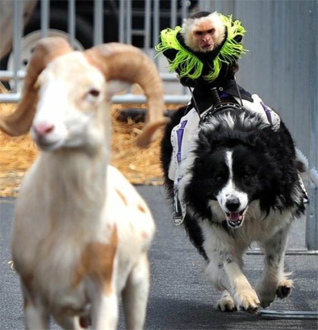 WTF dog photos that make no sense at all