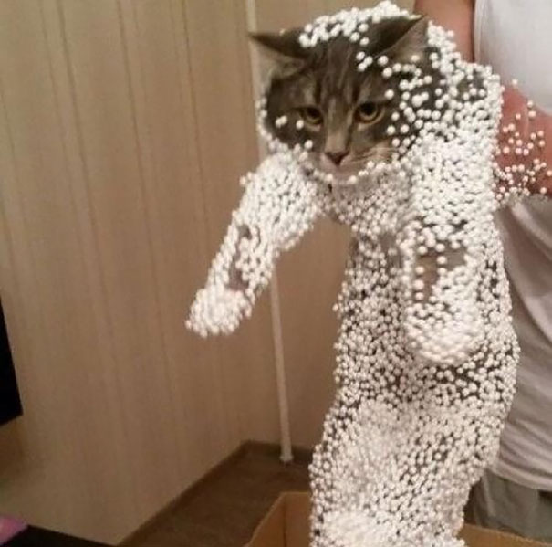 Cats Who Immediately Regretted Their Decisions