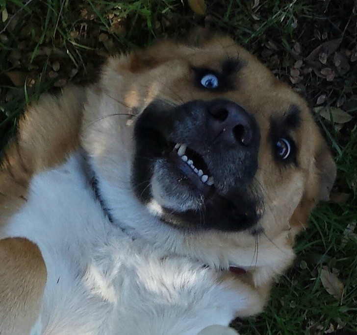 Animals With Adorable Quirks That Make Us Fall in Love With Them