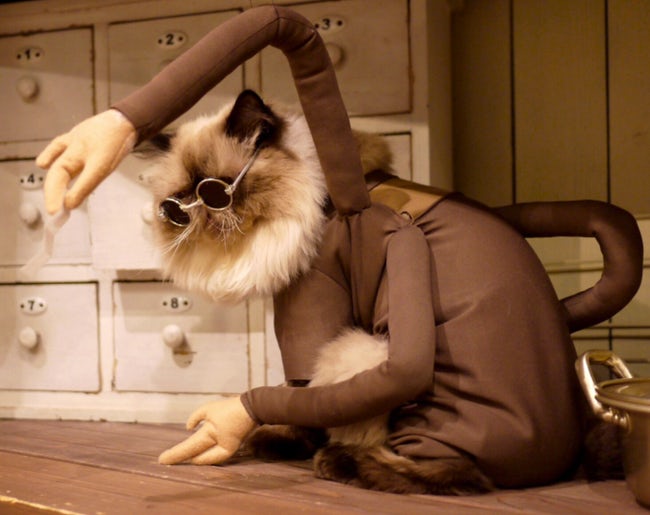 Cats Whose Anime Cosplay Is Better Than Yours