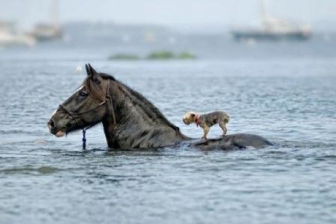 Most Adorable Examples of Animal Teamwork