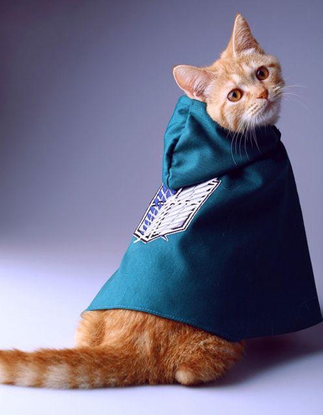 Cats Whose Anime Cosplay Is Better Than Yours