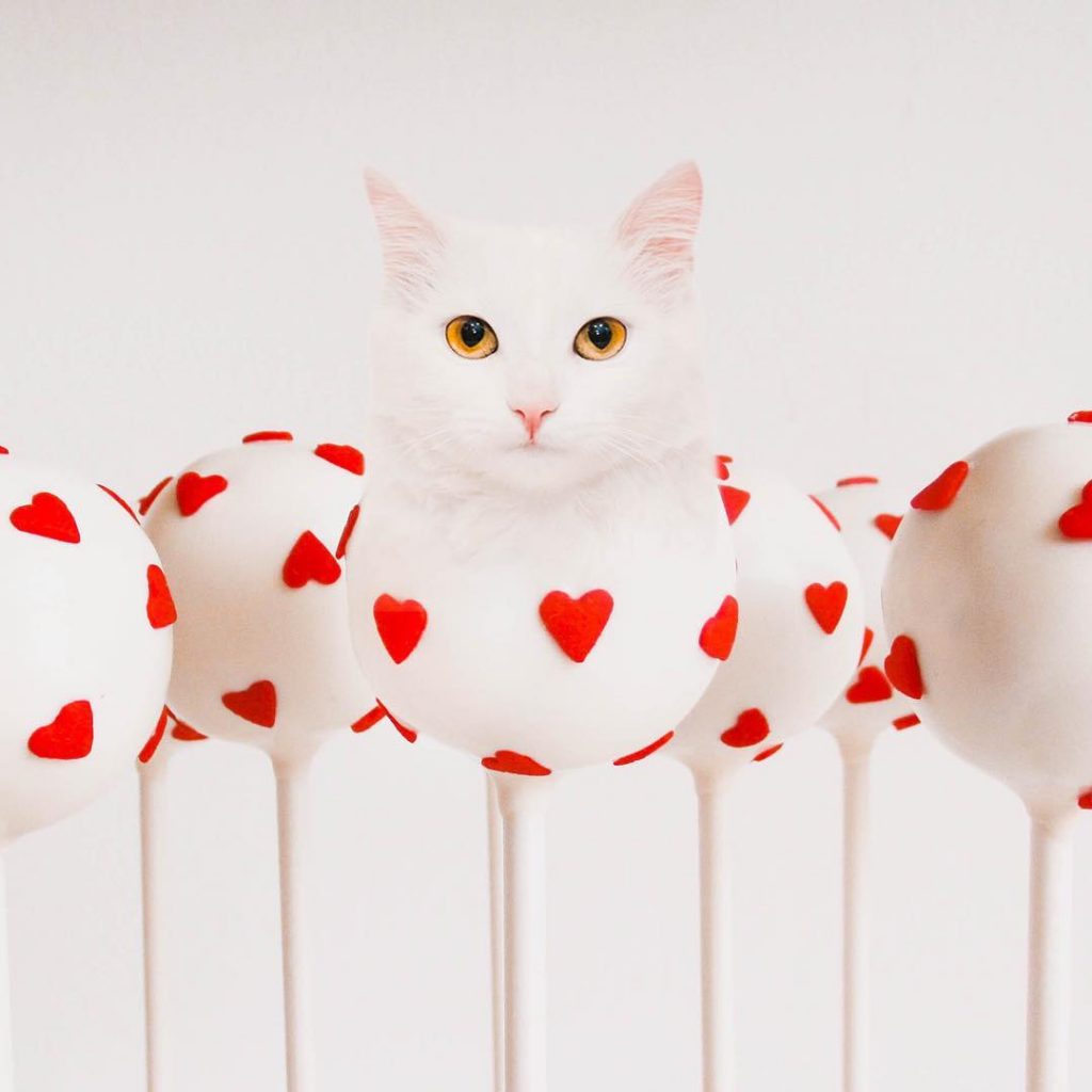 Russian Artist Photoshops Cats Into Food, and the Results Are Pu