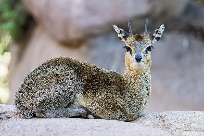 Cutest Animals You Never Knew Existed