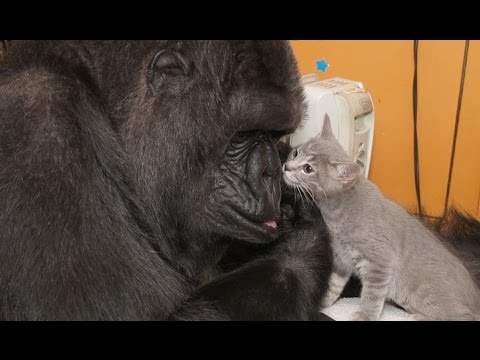 Koko