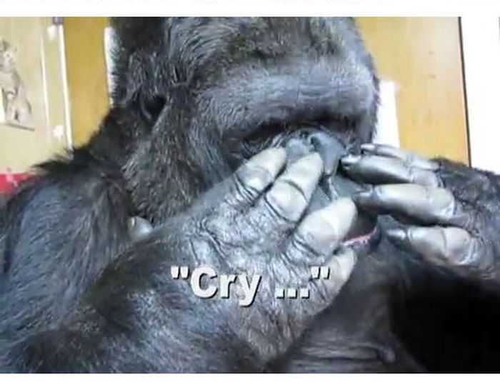 Koko cry