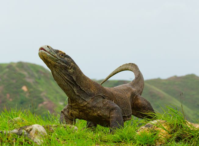 Komodo Dragons