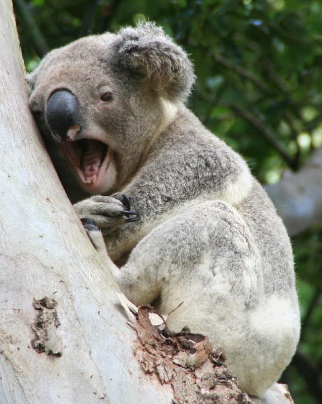 Pictures of Cute Animals Yawning