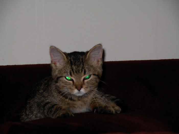 Angry Kittens Who Demand To Be Taken Seriously Right Meow