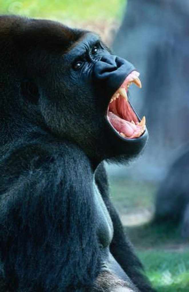 Animals That Can’t Hide Their Emotions Anymore