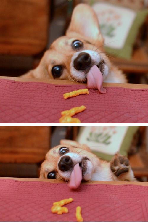 Cute Animals That Are Obsessed With Your Food