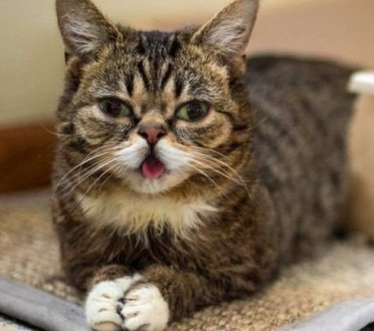 Animals With Adorable Quirks That Make Us Fall in Love With Them