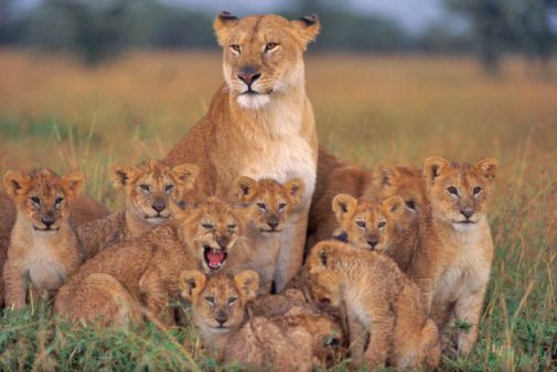 Lions