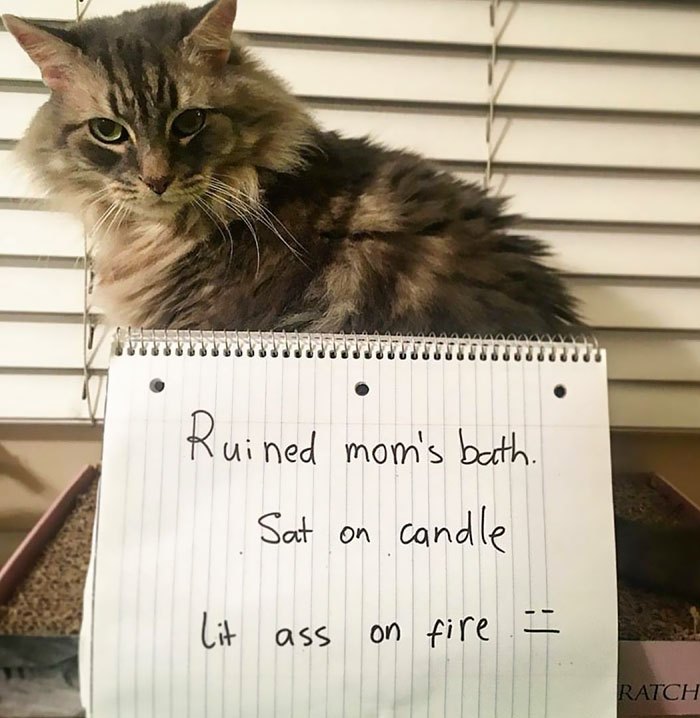 These Cats Were Publicly Shamed For Their Hilariously Crimes