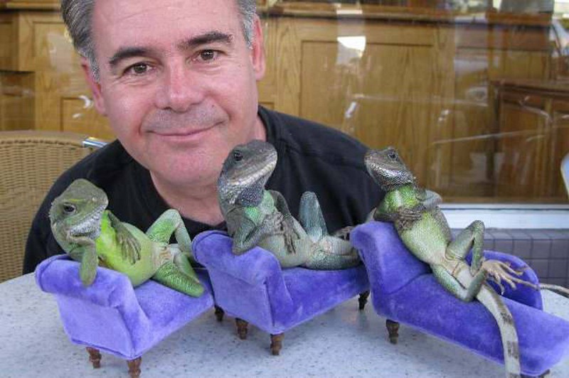 Funky Pet Lizards