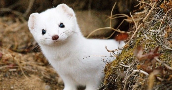 Cutest Animals You Never Knew Existed