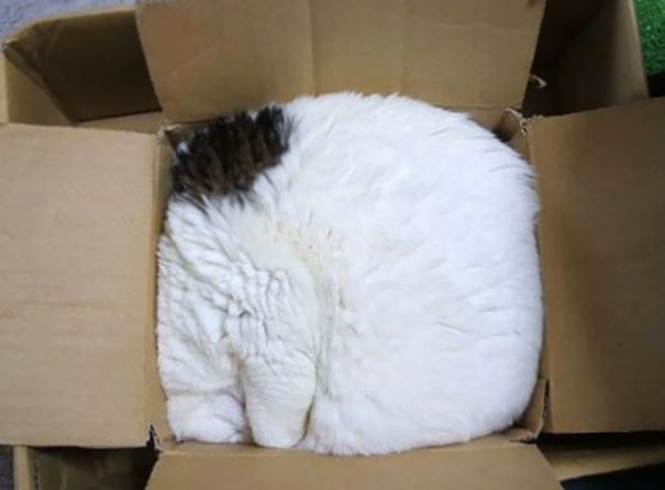 Pics That Prove Cats Can Sleep Purrretty Much Anywhere