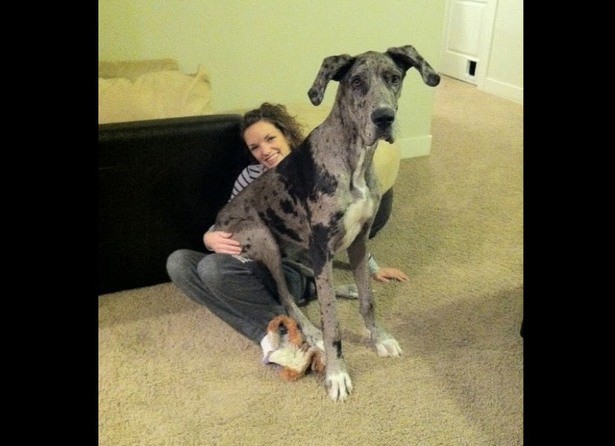 Big Dogs Who Think They're Lap Dogs