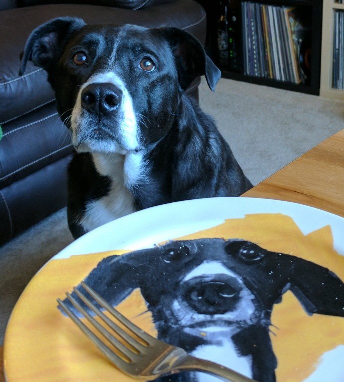 Cute Animals That Are Obsessed With Your Food