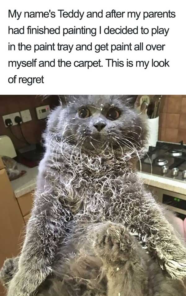 These Cats Were Publicly Shamed For Their Hilariously Crimes