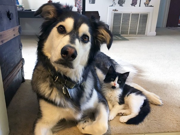 Animal Brothers from Other Mothers