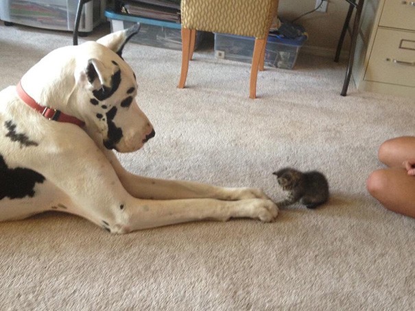 Friendships Between Cats And Dogs That Could Make Anyone smile