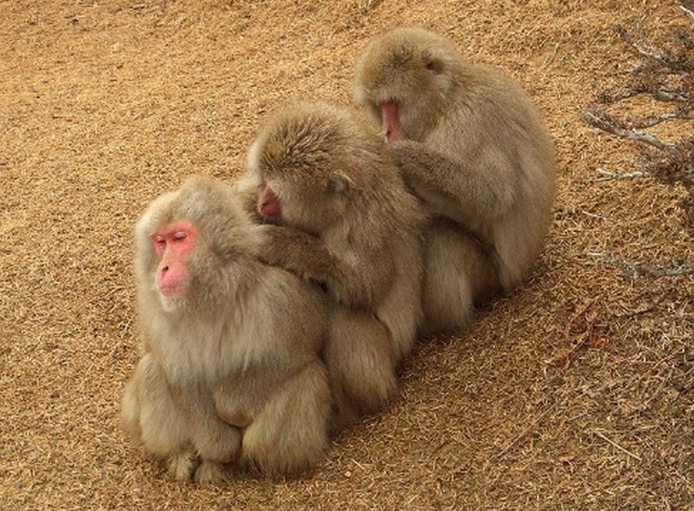 Most Adorable Examples of Animal Teamwork
