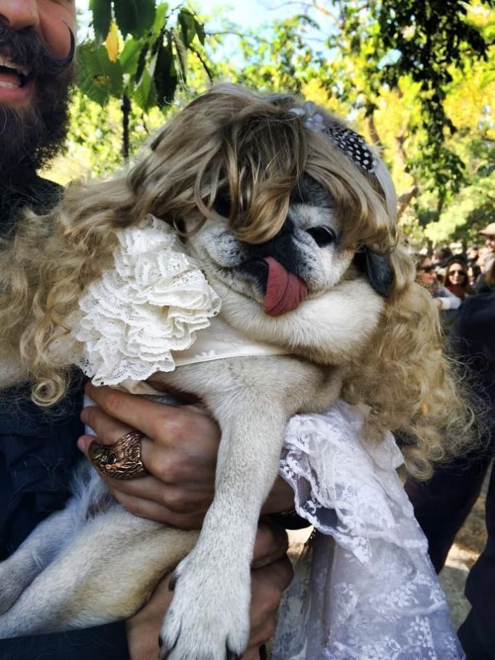 Cute Derpy Dogs That'll Make You Smile